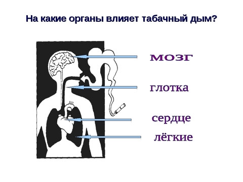 ВЫРАБАТЫВАЕТ ЛИ ОРГАНИЗМ НИКОТИН – ИЛИ ЭТО МИФ?